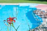 Garden & parc